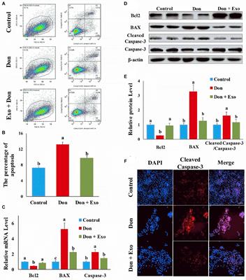 MiR-221/222 Ameliorates Deoxynivalenol-Induced Apoptosis and Proliferation Inhibition in Intestinal Epithelial Cells by Targeting PTEN